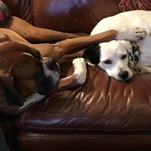 Meet your Posher, George